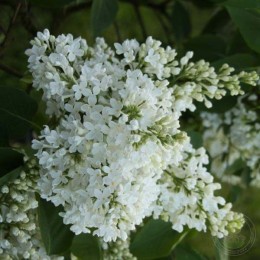 Сирень Галина Уланова