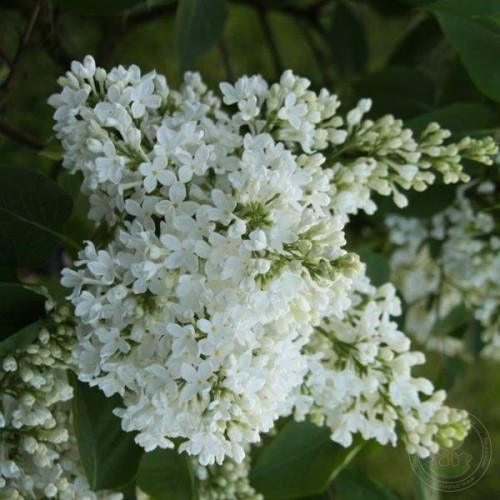 Сирень Галина Уланова