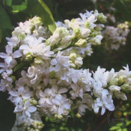 Сирень Елена Вехова