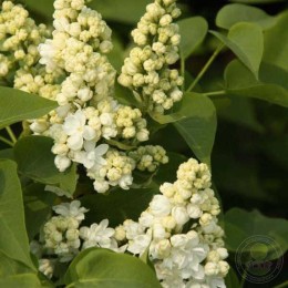 Сирень Защитникам Бреста