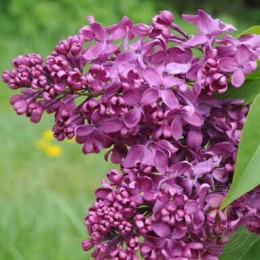 Сирень Знамя Ленина