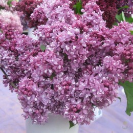 Сирень Колхозница