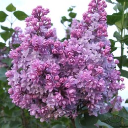 Сирень Лазурная