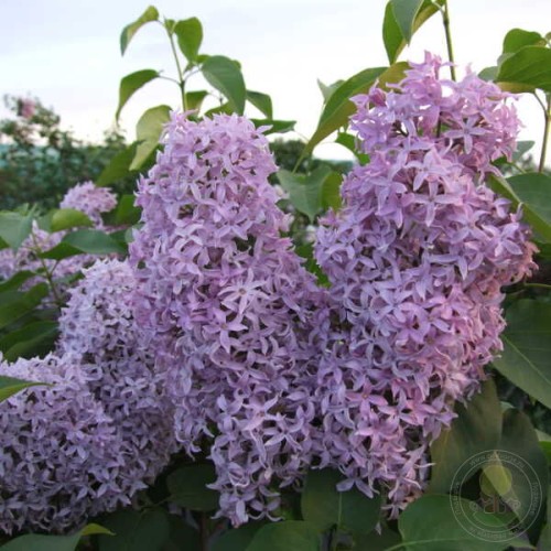 Сирень Синяя Птица