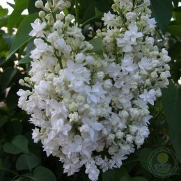 Сирень Скипетр