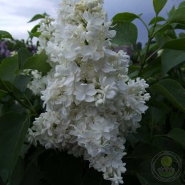 Сирень Снежная