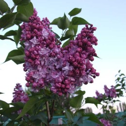 Сирень Созвездие