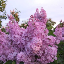Сирень Флоксовая