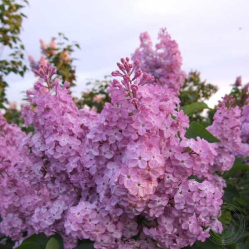 Сирень Флоксовая
