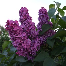 Сирень Эскадрилья