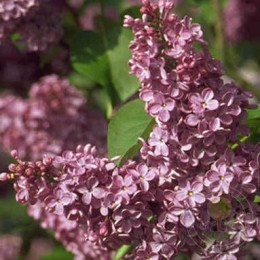 Сирень Кавур