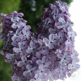 Сирень Челюскинская