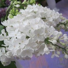 Сирень Флора