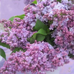 Сирень П.П. Кончаловский