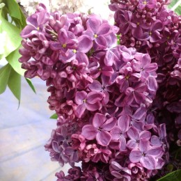 Сирень Анна Шиач