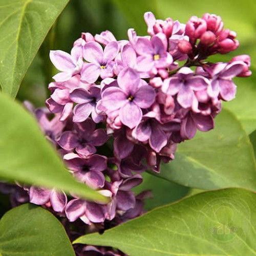 Сирень Аметист-2