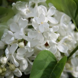 Сирень Кёнигин Луиза