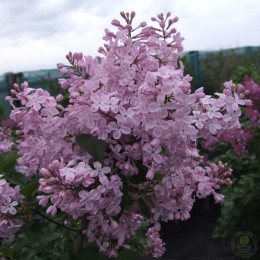 Сирень Ванильное Небо
