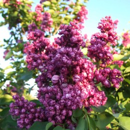 Сирень Мерцающая Вишня