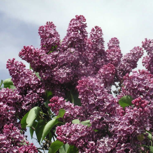 Сирень Алёша