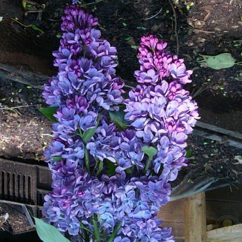 Сирень Декен