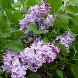 Сирень Лавалиенсис