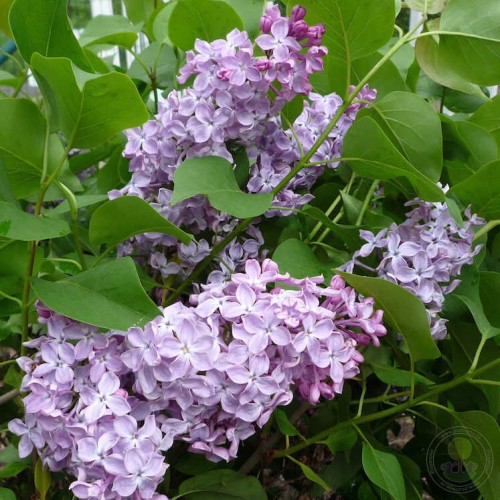 Сирень Лавалиенсис