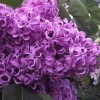 Сирень Академик Курчатов