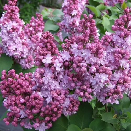 Сирень Николай Дунаев