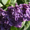 Сирень Фюрст Бюлов