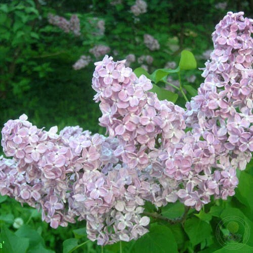 Сирень Полтава
