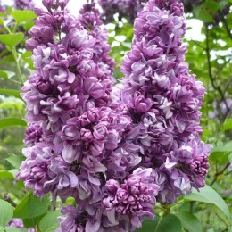 Сирень Салават Юлаев