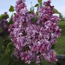 Сирень Александр Коваль