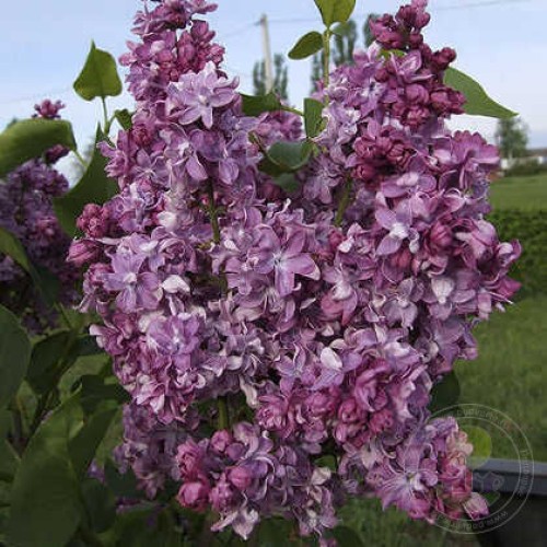 Сирень Александр Коваль
