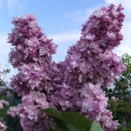 Сирень День и Ночь