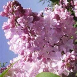 Сирень Аделина