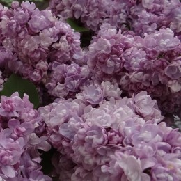 Сирень Михайло Ломоносов