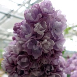 Сирень Михайло Ломоносов