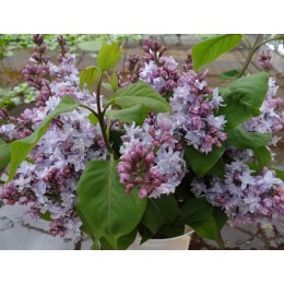 Сирень Московский Университет