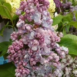 Сирень Московский Университет