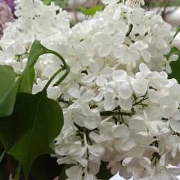 Сирень Татьяна Полякова