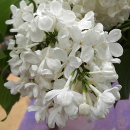 Сирень Татьяна Полякова