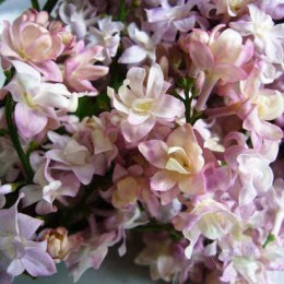 Сирень Федерико Гарсиа Лорка