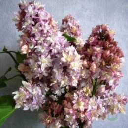 Сирень Федерико Гарсиа Лорка