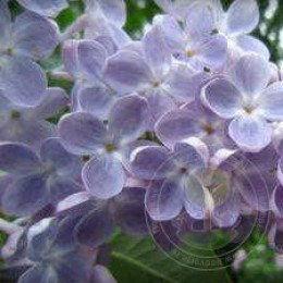 Сирень Ладога