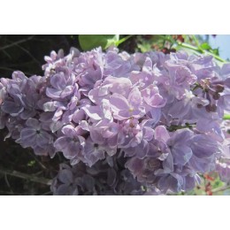 Сирень Летний сад