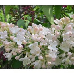 Сирень Петербурженка