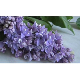 Сирень Серебряный Век