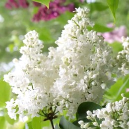 Сирень Иней