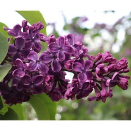 Сирень обыкновенная Прохоровка